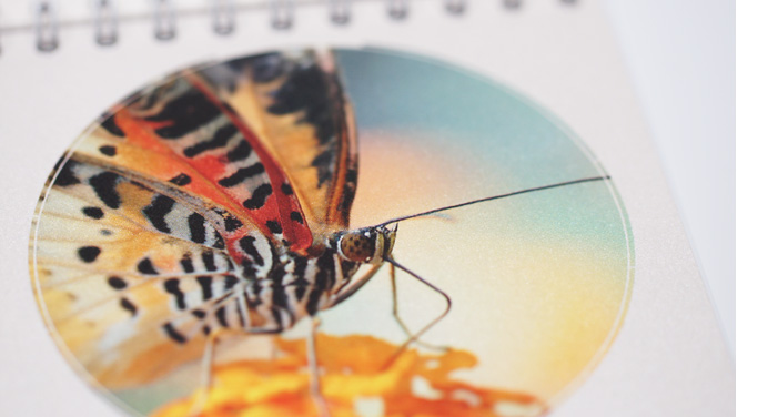 p-67-kalender2012-schmetterling